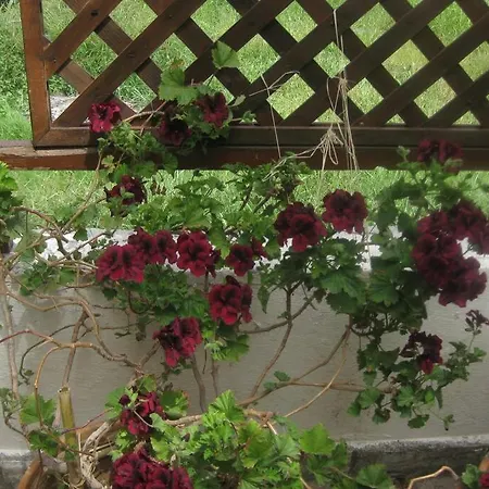 Old In Town Casa de Férias Alepou